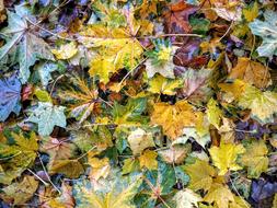 Autumn Leaves Colorful drawing