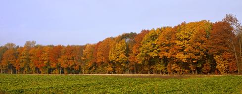 Colorful Fall Forest panorama view