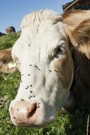 portrait of Cow face Animal