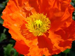 Iceland Poppy Blossom