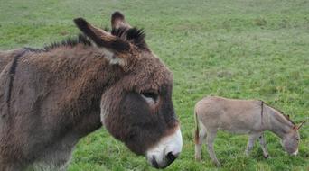 perfect Donkey Portrait