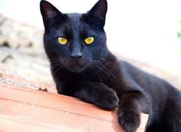 black cat with yellow eyes on a blurred background