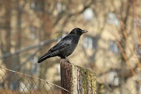 black raven on the fence close up