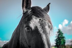 Friese Mare Black horse