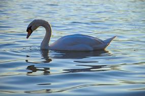 graceful white swan looks at its reflection in a pond