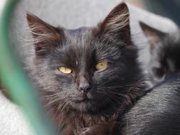 cute black kitten with yellow eyes