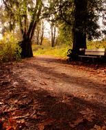 autumn beautiful forest landscape