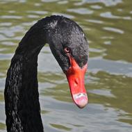 photo of the head of a black swan with a red beak