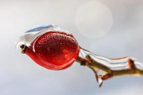 Rosehips Ice Winter