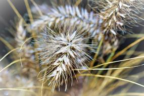 frozen Grass Ripe