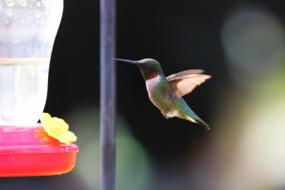 hummingbird in flight at feeder, Bokeh background