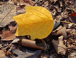 Tulip Tree Poplar Leaf Fall Autumn