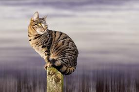 irresistible Cat Wait Sit