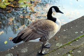 wonderful Canada Goose Bird