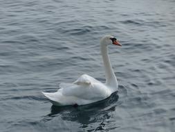 white Swan Bird Lake