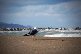 Great black-backed gull on beach at sea