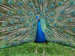 goodly Peacock Bird