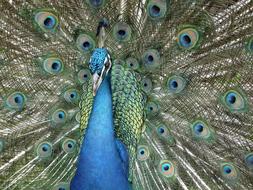 blue peacock with colorful tail close up