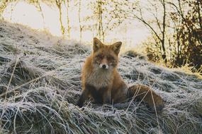red fox in the winter forest