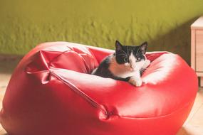 Beautiful black and white tomcat on the red pouf