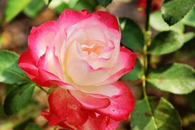 macro view of Red and White Rose Blossom