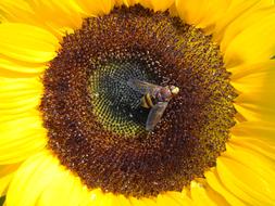 Sunflower With Insect Flower