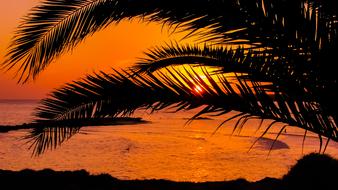 palm trees on an orange background with the sun
