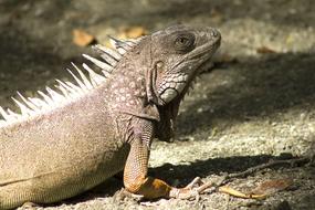 big Iguana Animal