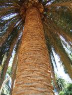 Trunk Palm Big sky