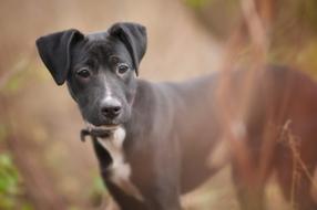 young grey Dog with white breast