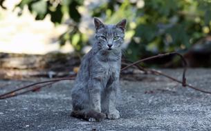 impressively beautiful Cat Feline Looking