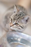 wonderful Kitten grey