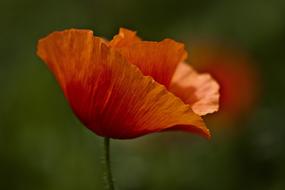 Papaver Rhoeas Red Green