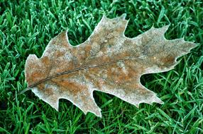 Frosty Oak Tree leaf