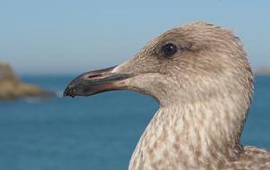 Juvenile Gull Bird sea