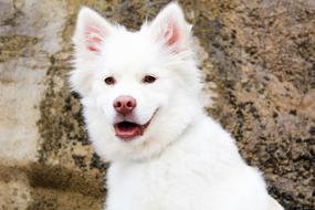 white fluffy puppy on the beach