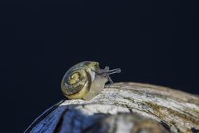 Snail crawls at dark background