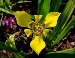 Flower Yellow Petal