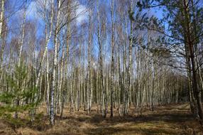 Forest Nature Birch