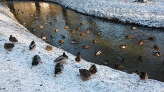 a large flock of ducks resting on a winter pond