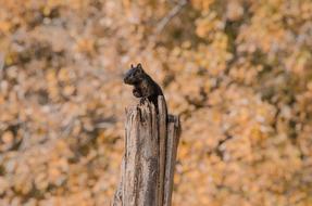 Squirrel perched stump at fall