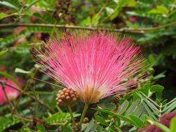 Flower Pink Plant