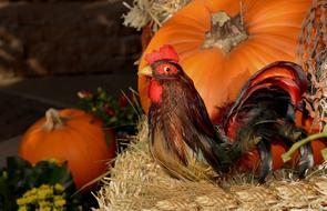 Rooster and Pumpkin Thanksgiving