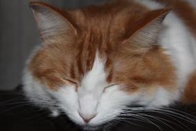 face of red and white Cat Sleeping