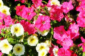 Flower Petunia Summer Wave