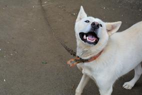 goodly white Puppy Dog