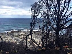 After Bush Fire Melbourne
