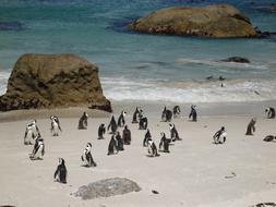 Penguins at Sand beach Ocean