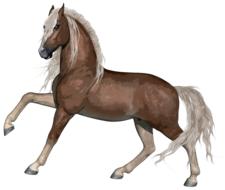 stallion as a drawing