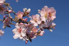 Spring Flower Flowers